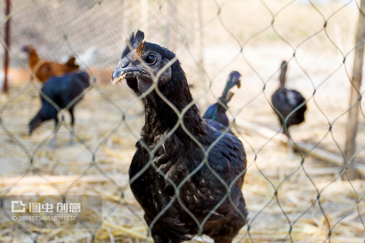 黑鸡Black Chicken